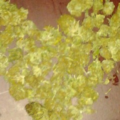 DECO- (Reggae)SMOKING ALL THIS GANJA