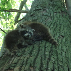 Zizzo Dezeazola Mayan Depth March 2012