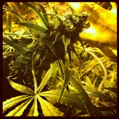 Danny B ft. Mimi I wanna smoke remix