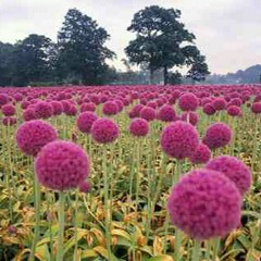 Ese Es Mi Tio Migue Te Quiero Mucho Tio a Kesos y kosas