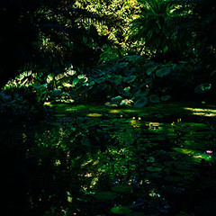 track intro forest evo/ @night