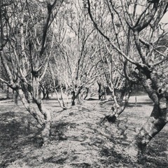 Winter Wonderland (A Jason Mraz Rendition Cover - downloadable)