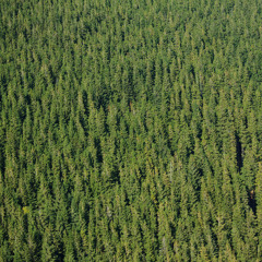 Kush - Yung Devi, ExZac Change, and Chynki