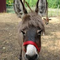 Dominick The Italian Christmas Donkey -Ray Allen and Lou Monte vs Audio Forensicks