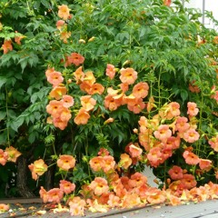 【TESSA＆たかゆこ】ノウゼンカズラ