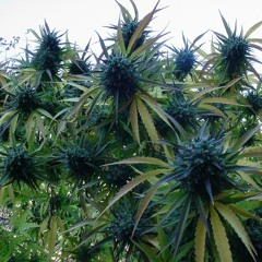 NEW!! No Sticks No Seeds(THE SINATRA SHOW )