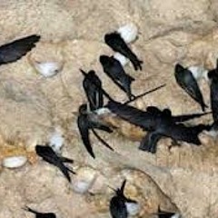 Boss Zaki Internal Recording High Definition Version