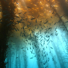 Chicos Sumergido (MGMT Cover)