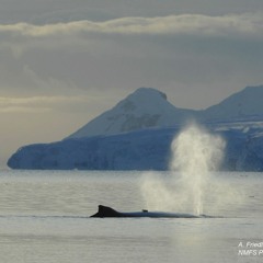 Humpack Whale Songs
