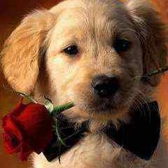 Vladimir Boychouk - KATARINA cjclub ru