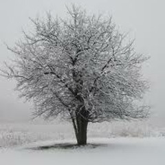 Stockholder Syndrome