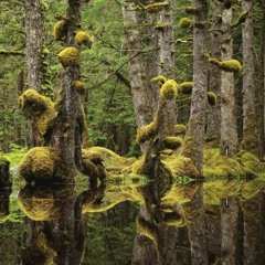 Swamp water