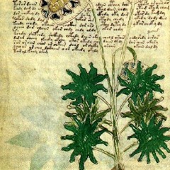 The Voynich Manuscript - Celestial