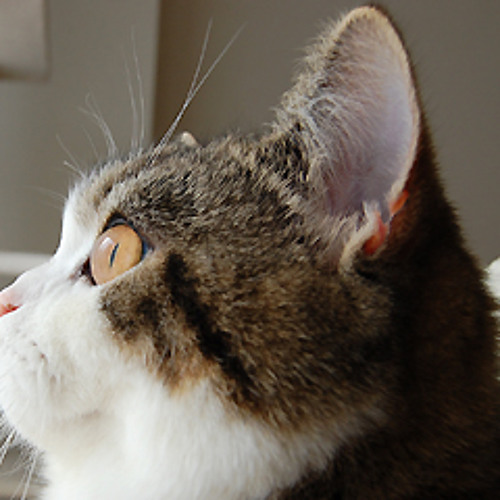 เจ้าชายของฉัน-พัดชา