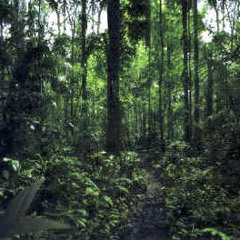 Jungle Path Smilk V Danger Bob