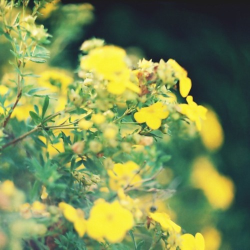 Алла Пугачева - По улице моей который год