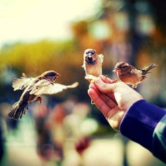 التربة الحمراء