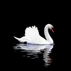 The Monogamic Swan