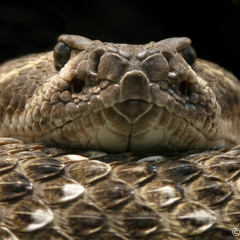 Chazeh - I am a rattle snake