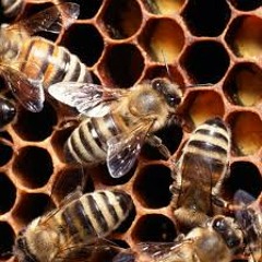 The Awesome Cosmic Ark - Stashing Honey