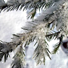 Dreaming of a white christmas