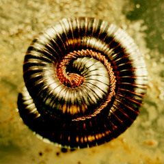 Nine Inch Nails - Closer (Mano-Destra Remix)