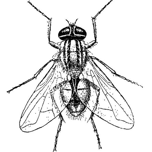 Комнатная муха рисунок с обозначением