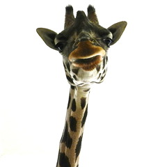 Suon live @ Vanquish Milano Marittima 15 Dec 12