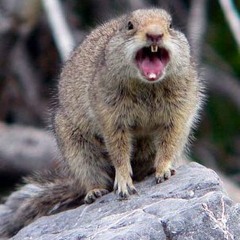 Angry Squirrel