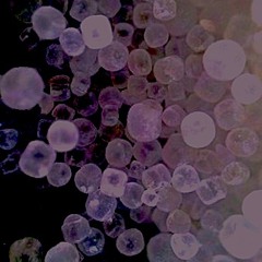 the last fit +was electric+