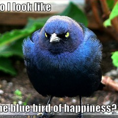 Blue Bird Bluegrass