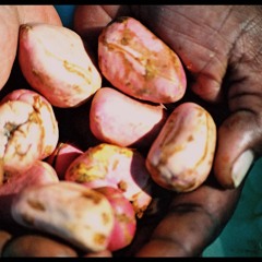 Canção Primeira (Lucas Cirillo)