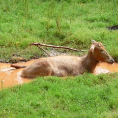 Assassination Day - Ghostface Killah (ZOObeatz Remix)