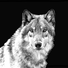 Der mit dem Wolf tanzt - Nico Massa & Mike Dyson (Orginal Mix)