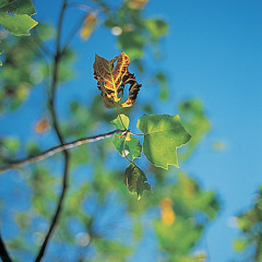 Tulip Tree ユリの木