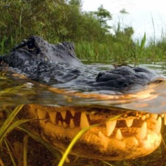 I Just Called To Say I Love You