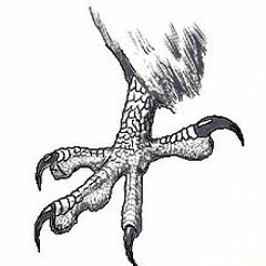 KLO