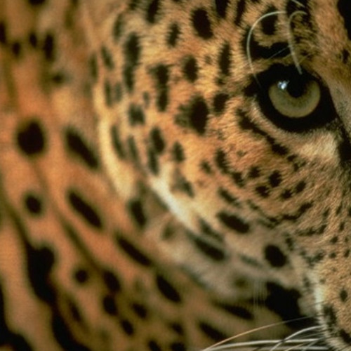 New private playlist