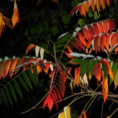 Lonely Lonely by Feist