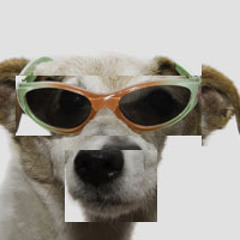 cool dogs 1000 listens