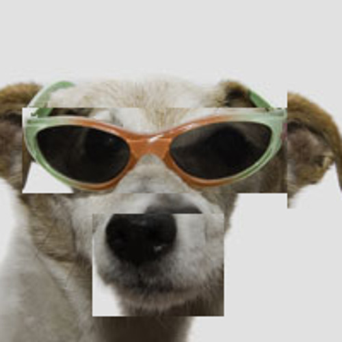 cool dogs 1000 listens