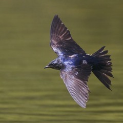 Fly