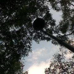 Monkey yelling in the forest close to Palenque (Chiapas, Mexico)