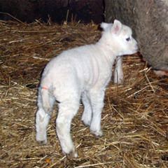 真夜中の遊園地