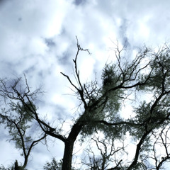 A Fable Of Weather Phenomenon