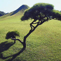 Beauty of Japanese Hydeout