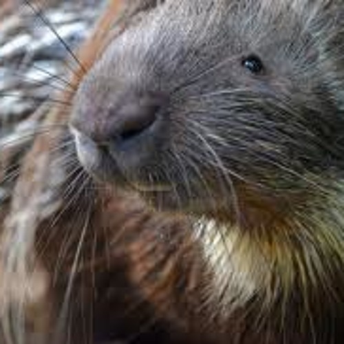 Swashing Around Take 1