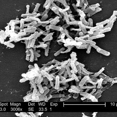 Clostridium