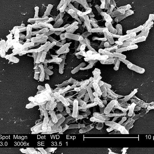 Clostridium