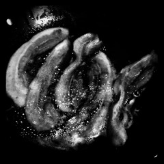 duane houston happy birthday geoffrey 2011